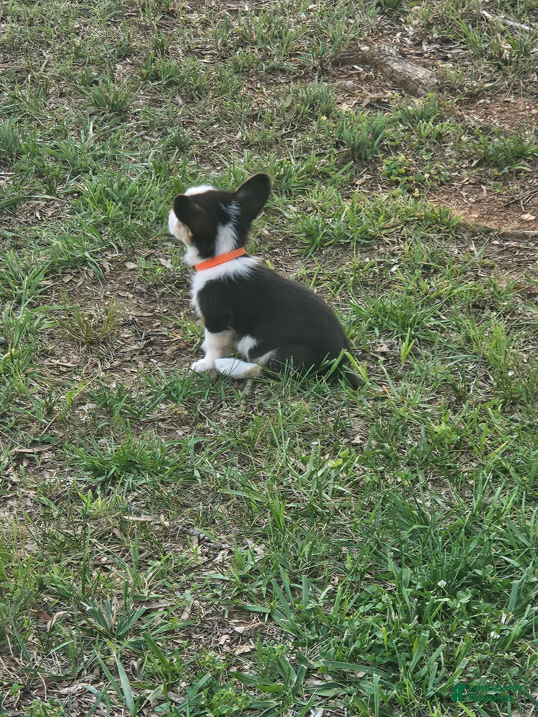 Welsh Corgi Pembroke dogs for sale: Orange Male - Ad 2