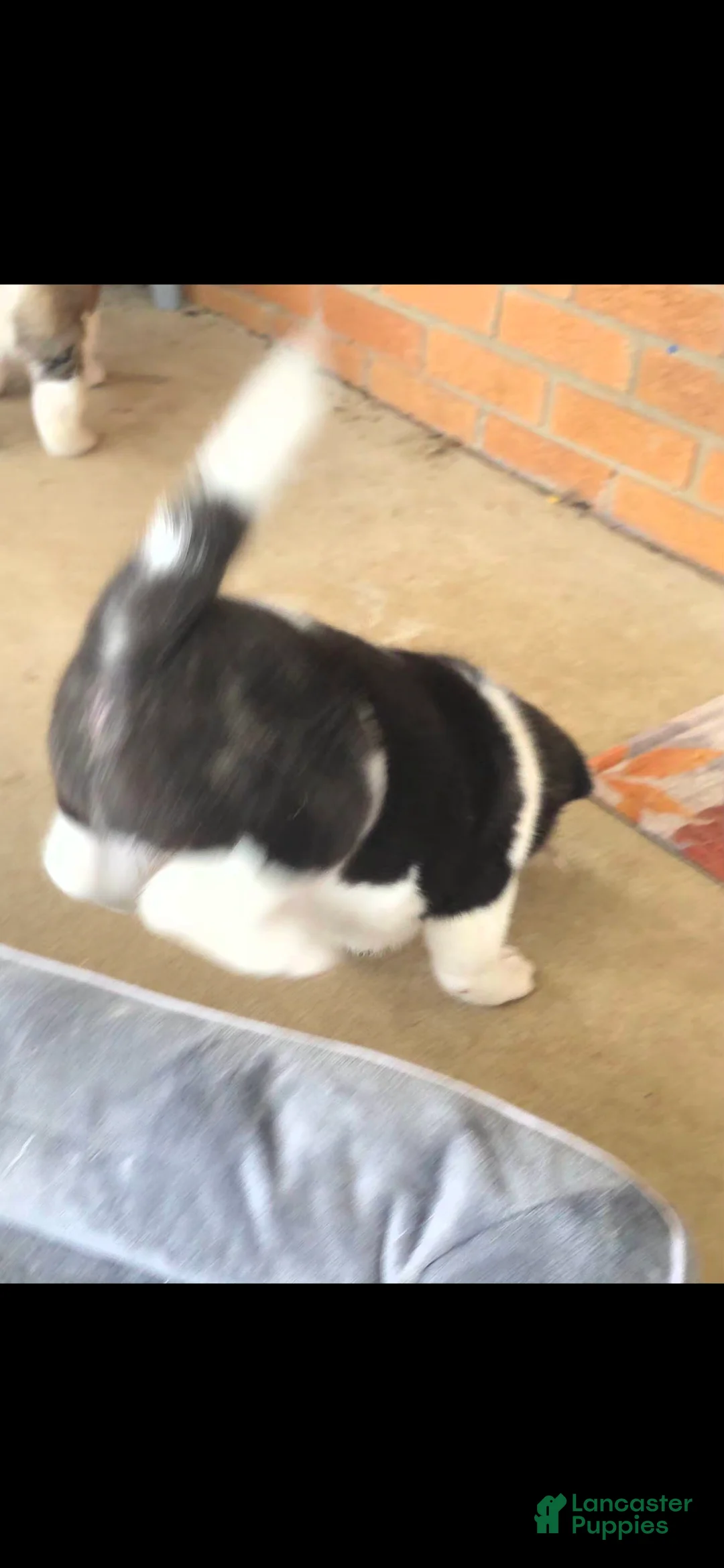 Akita dogs for sale: AKC Zooka - Ad 5