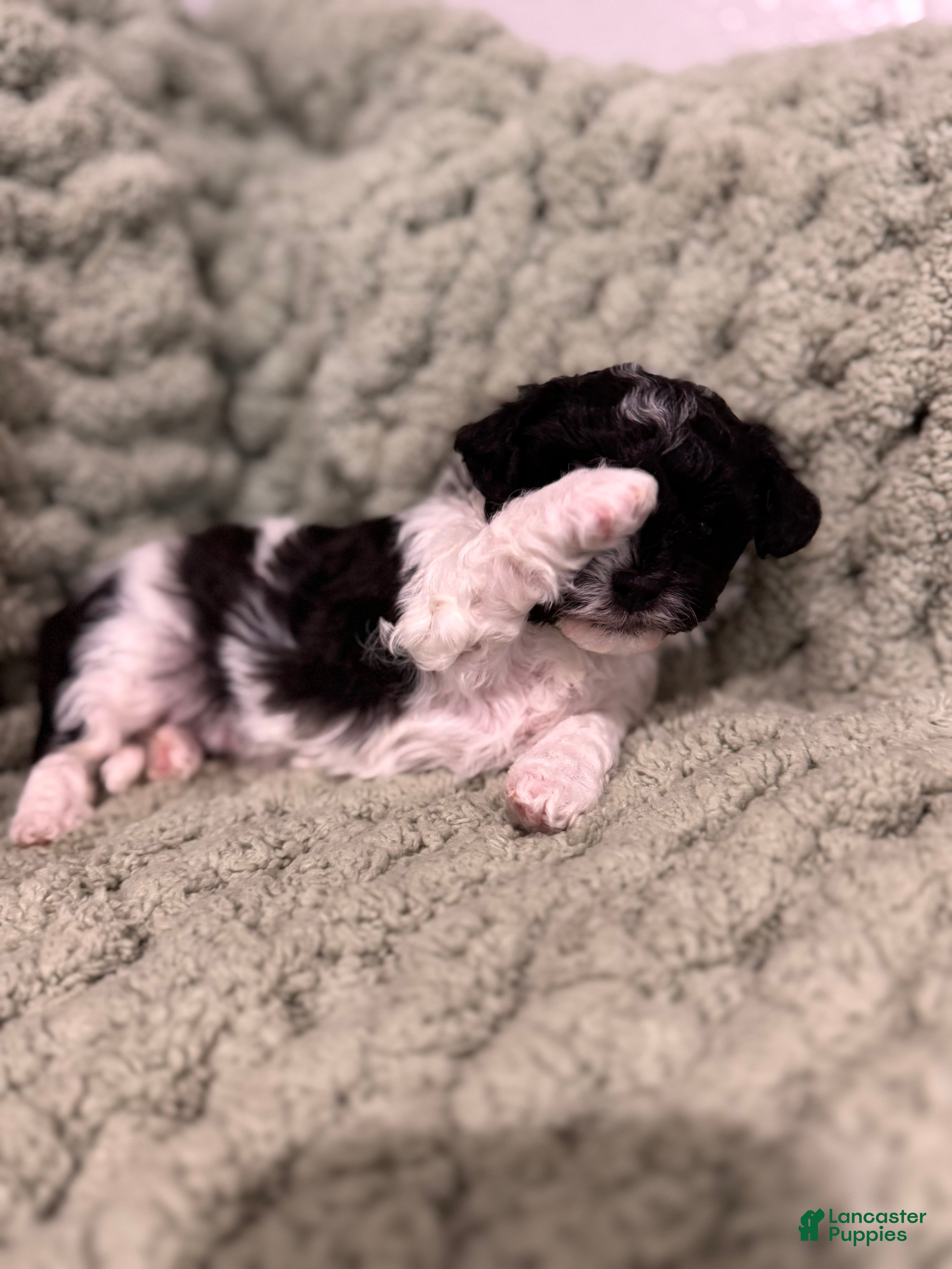 Mixed Breed dogs Patra (Patches)  - Ad 2