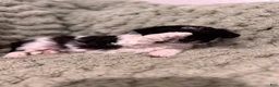 Mixed Breed dogs for sale: Patra (Patches)  - Ad 2