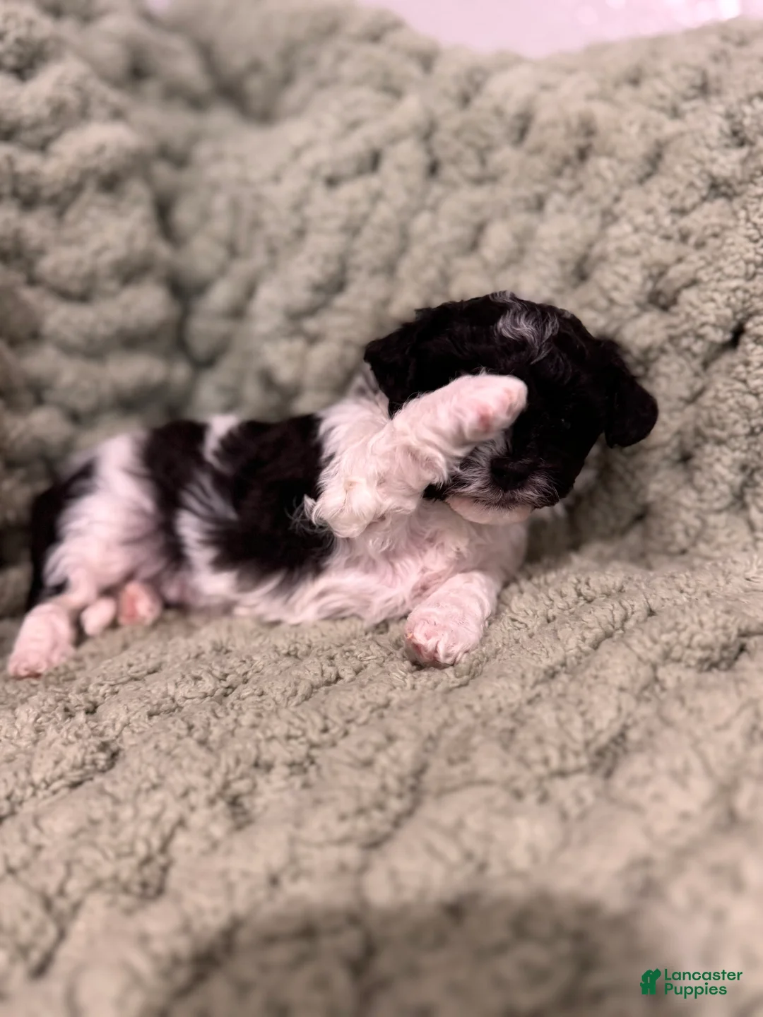 Mixed Breed dogs for sale: Patra (Patches)  - Ad 2