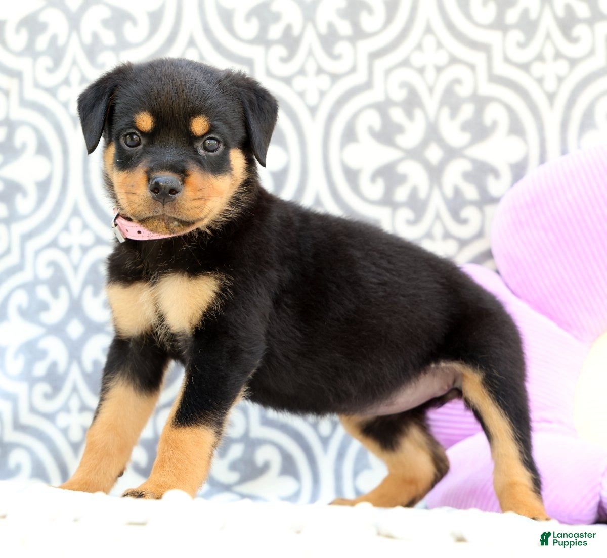 Rottweiler dogs Rosey - Ad 1