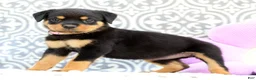 Rottweiler dogs for sale: Rosey - Ad 1