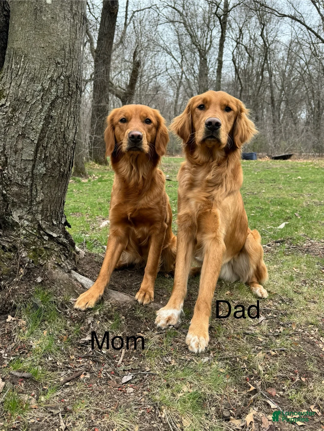 Golden Retriever dogs for sale: Golden Retriever Puppy 6 - Ad 2