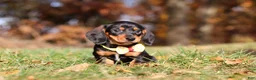Miniature Dachshund dogs for sale: Charlie - Ad 5