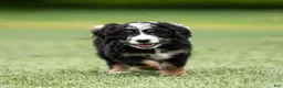 Bernedoodle dogs for sale: Rhett Bernedoodle Puppy  - Ad 5