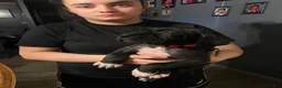 Great Dane dogs for sale: Great Dane Puppy 1 - Ad 2