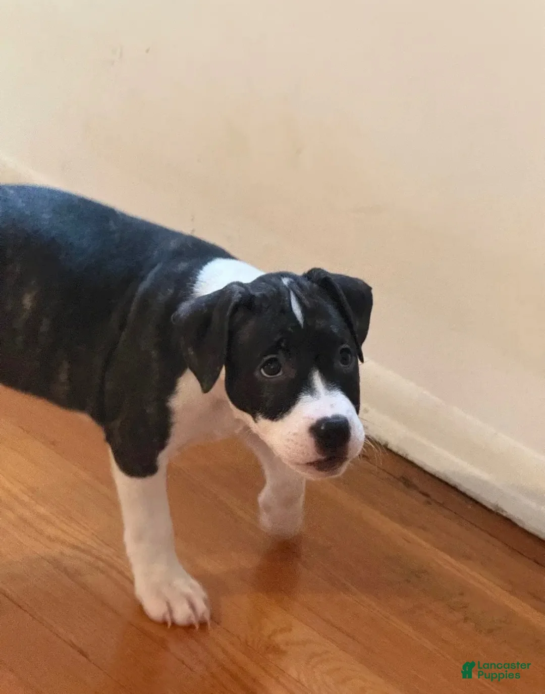 American Bully dogs for sale: American Bully 1 - Ad 2