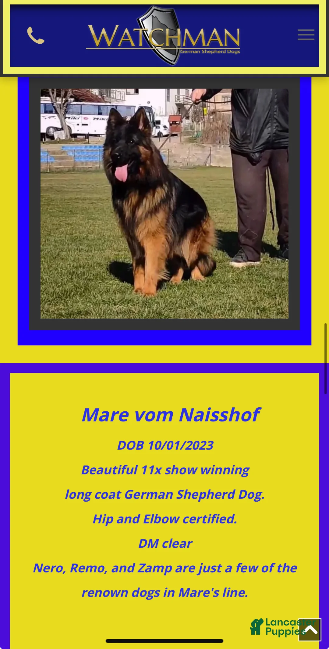 German Shepherd dogs for sale: Glory - Ad 7