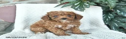Toy Poodle dogs for sale: Lincoln  - Ad 2