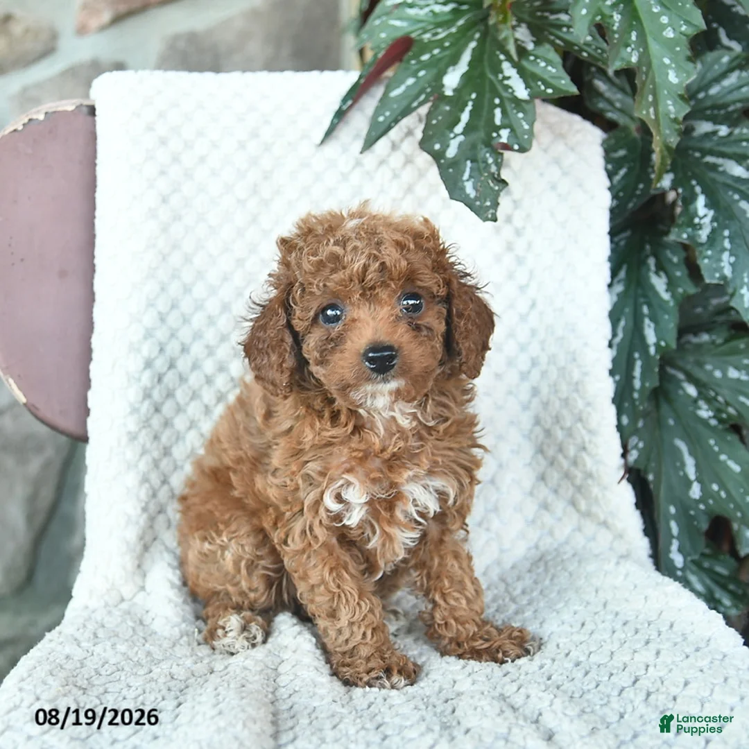 Toy Poodle dogs for sale: Lincoln  - Ad 2