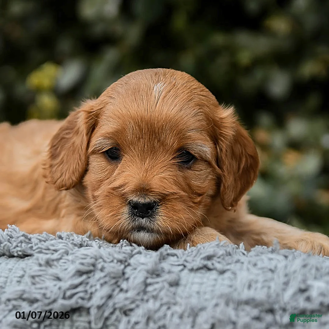 Cavapoo dogs for sale: Mighty - Ad 5