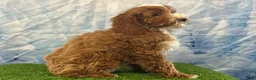 Cockapoo dogs for sale: Teddy - Ad 3