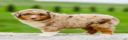 Miniature Australian Shepherd dogs for sale: Gavin - Ad 7