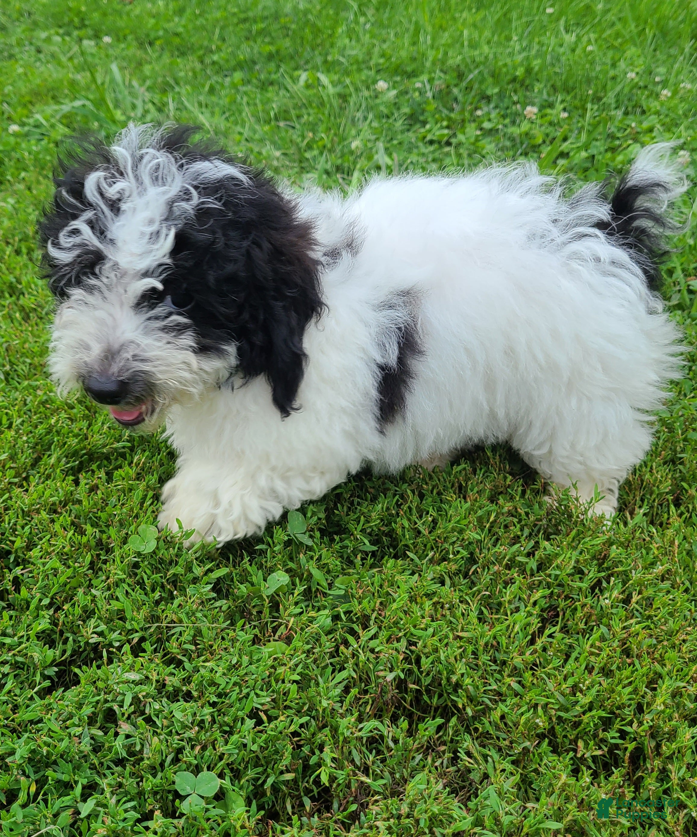 Bichpoo dogs Bear - Ad 2