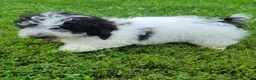 Bichpoo dogs for sale: Bear - Ad 2