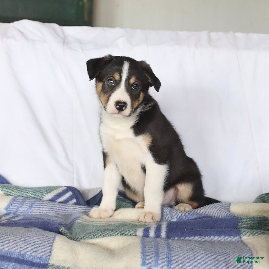 Border Collie dogs Dodger - Ad 2