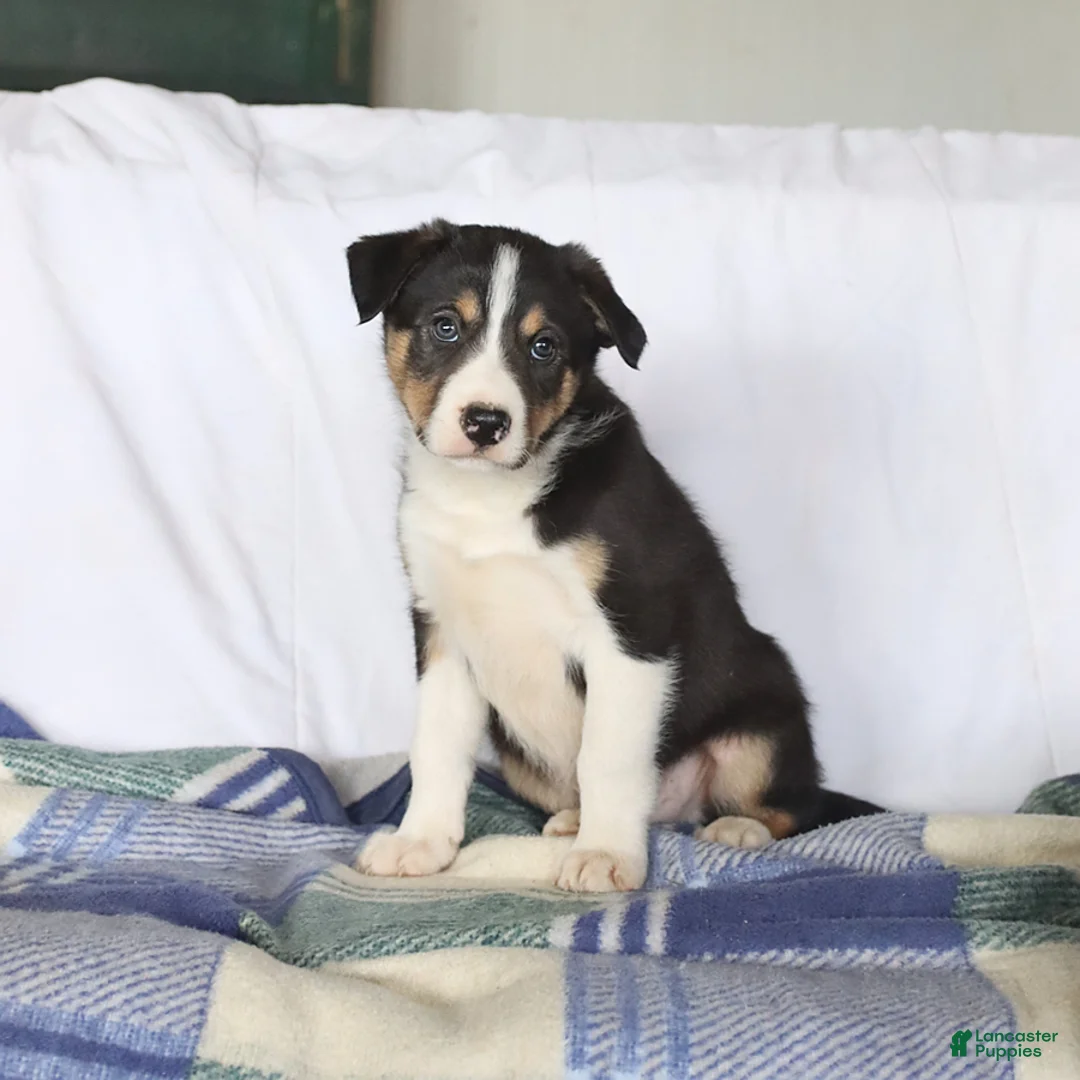 Border Collie dogs for sale: Dodger - Ad 2