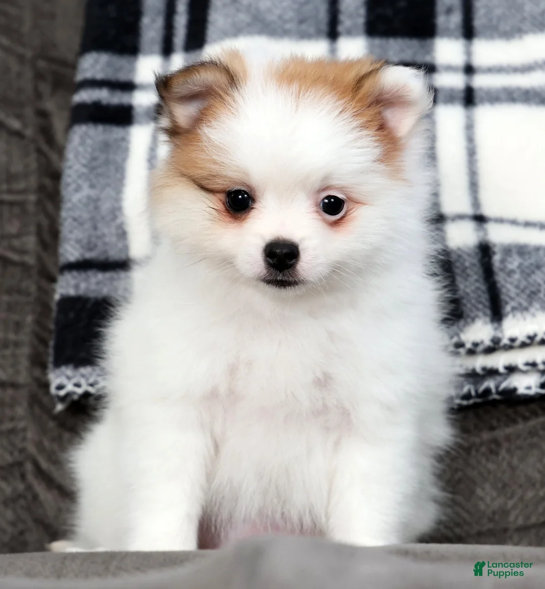 Pomeranian dogs for sale: Bella - Ad 1