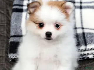 Pomeranian dogs for sale: Bella - Ad 1