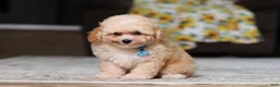 Miniature Poodle dogs for sale: Denver (AKC) - Ad 6