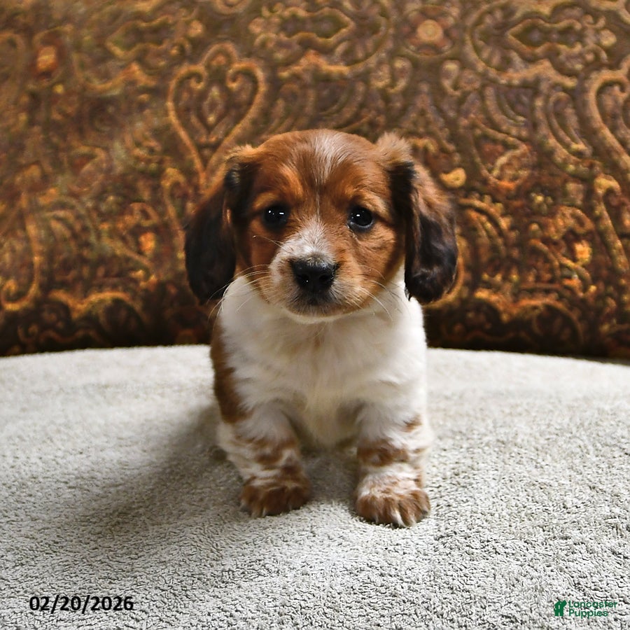 Miniature Dachshund dogs Starlight - Ad 1