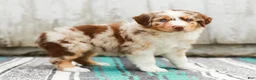 Australian Shepherd dogs for sale: Tina - Ad 5