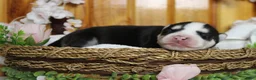 Siberian Husky dogs for sale: Atlas - Ad 3
