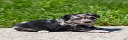 Chihuahua dogs for sale: Ryder Chihuahua Puppy  - Ad 10