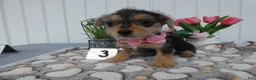 Chorkie dogs for sale: Chorkie 2 Polly - Ad 4