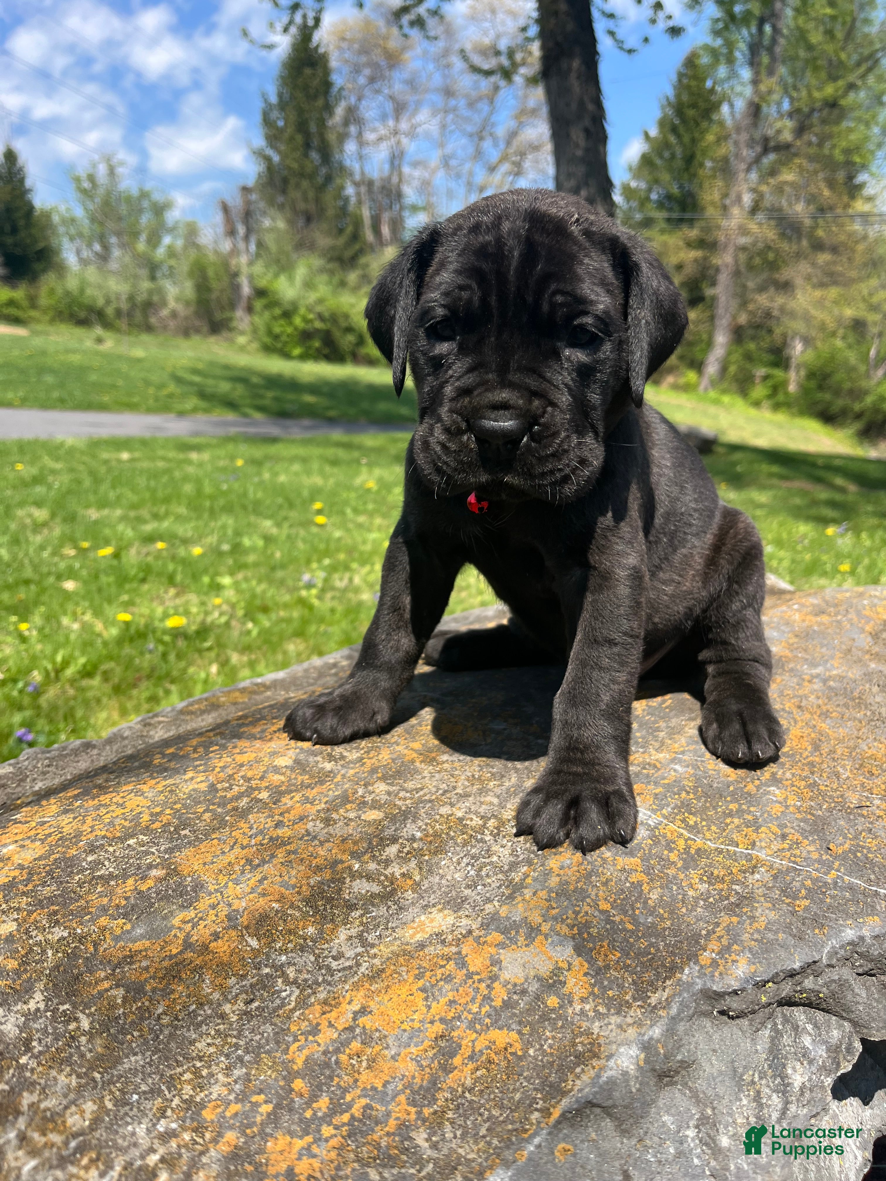 Cane Corso dogs Athena - Ad 2