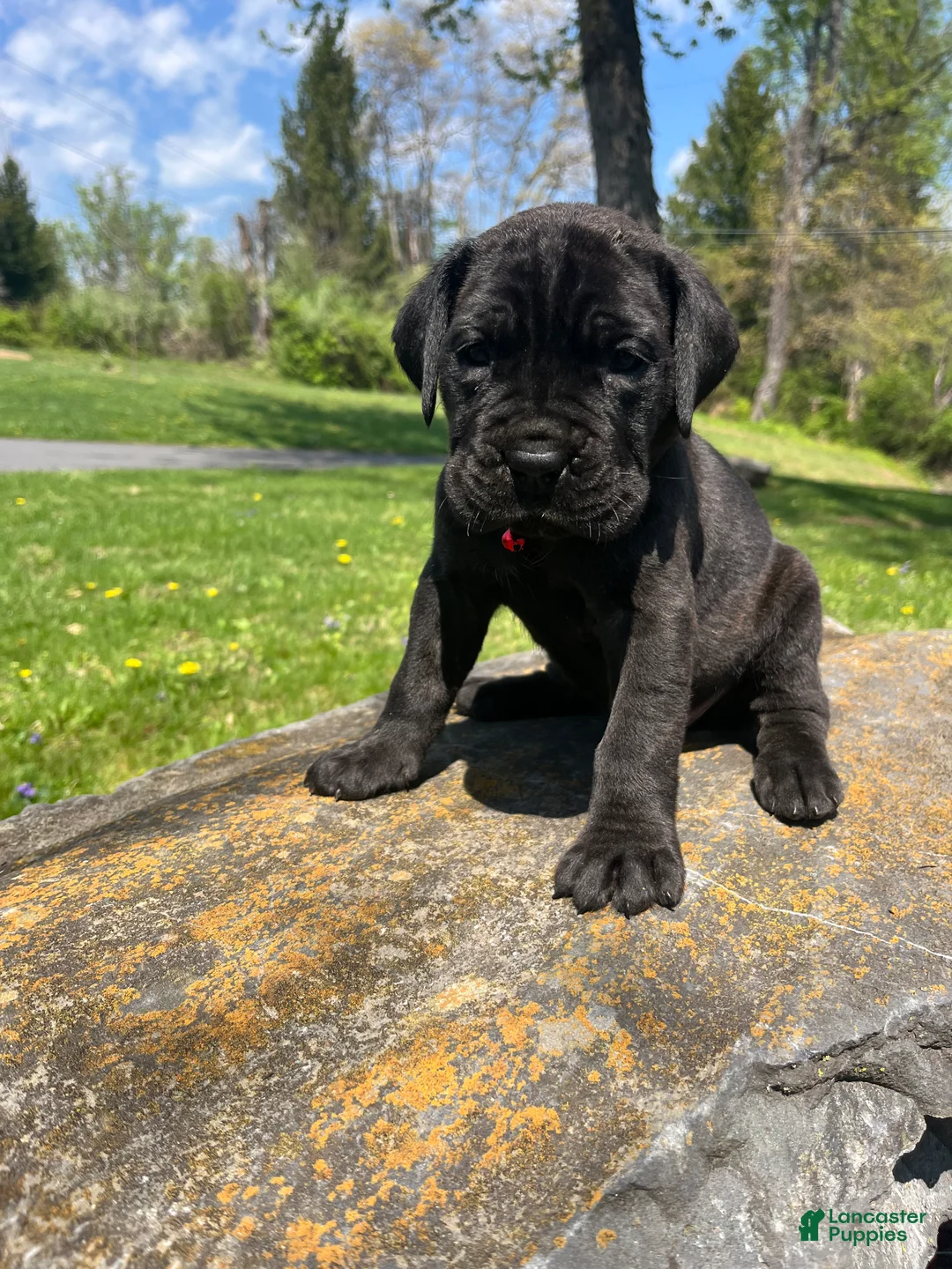 Cane Corso dogs for sale: Athena - Ad 2
