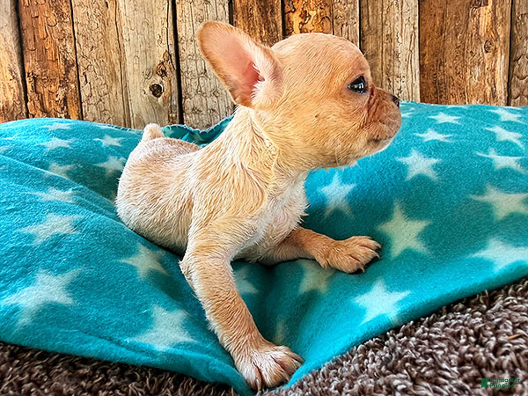 Frenchton dogs for sale: Strawberry - Ad 5