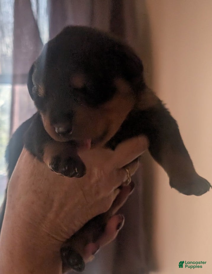 Rottweiler dogs Rottweiler Puppy 1 - Ad 40