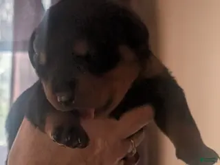Rottweiler dogs Rottweiler Puppy 1 - Ad 40