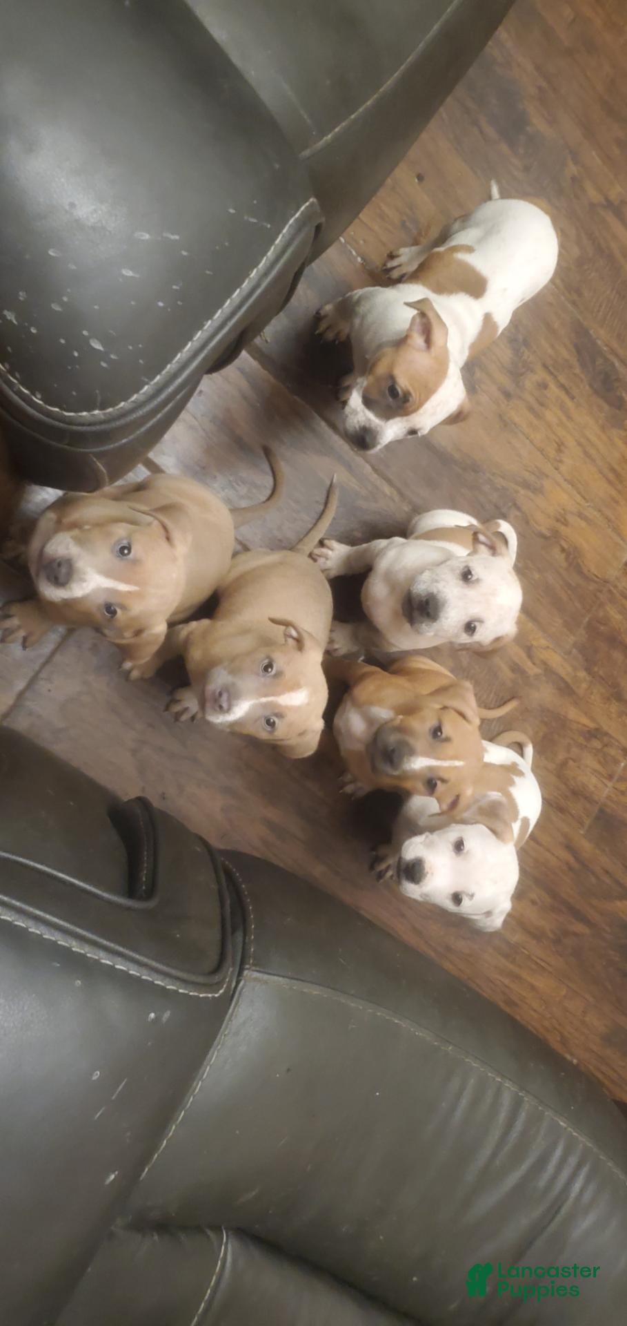 American Pit Bull Terrier dogs for sale: American Pit Bull Terrier 6 - Ad 30