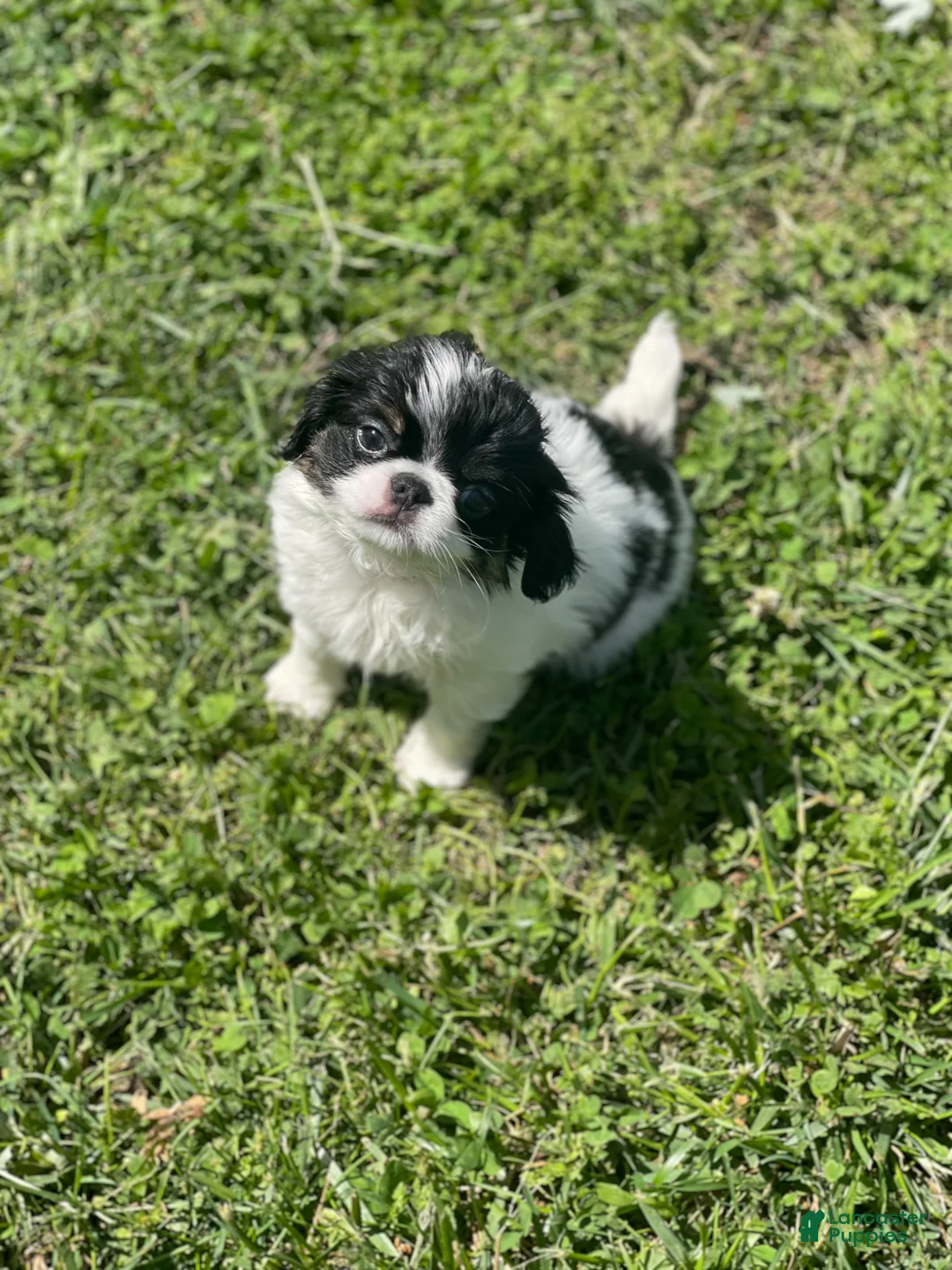 Japanese Chin dogs for sale: Japanese Chin Puppy 10 - Ad 2
