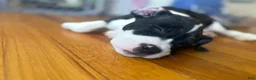 American Bully dogs for sale: American Bully 1 - Ad 1