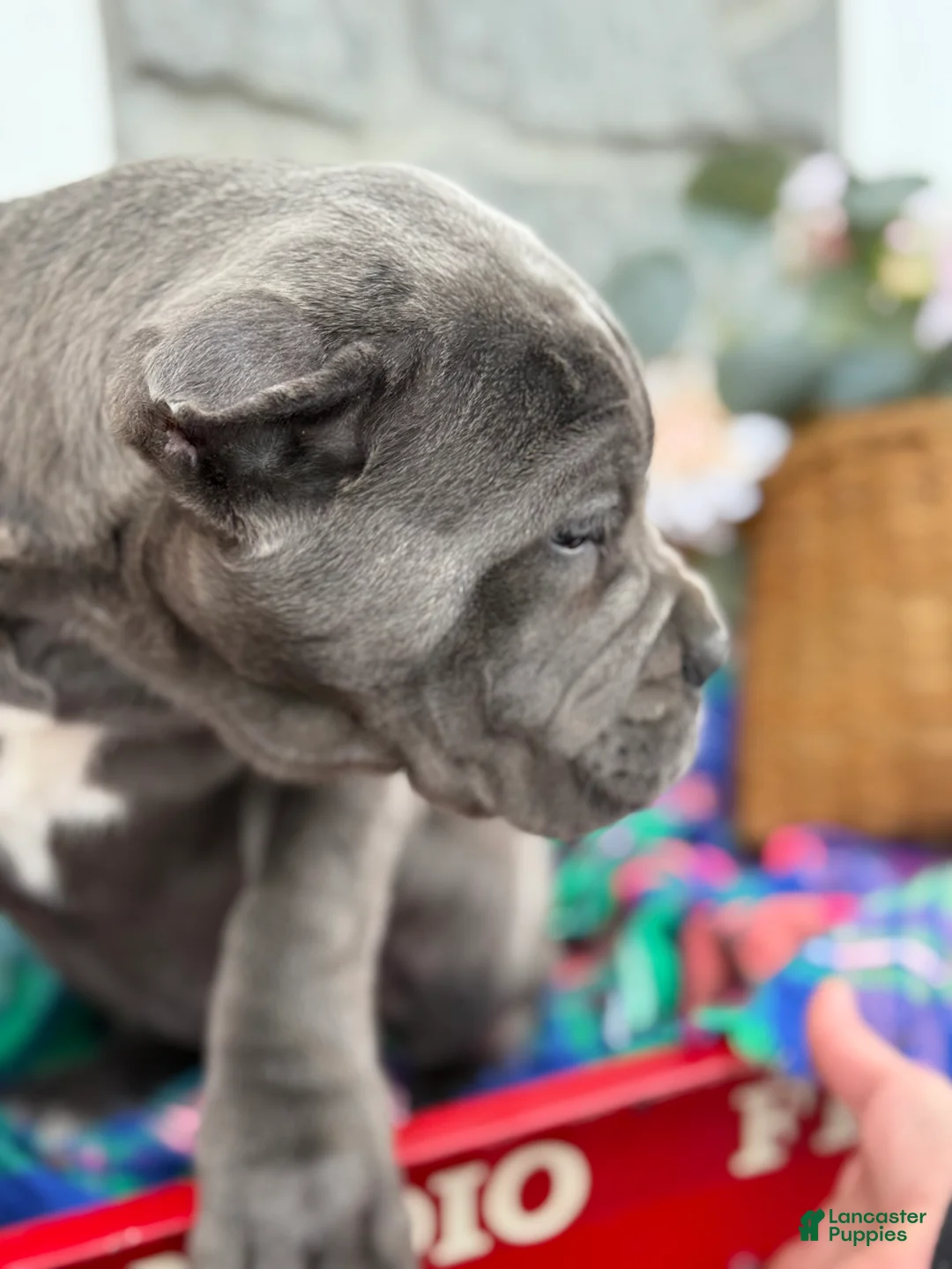 Cane Corso dogs for sale: Blossom - Ad 9