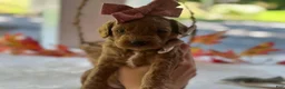 Mini Goldendoodle dogs for sale: Ruthie - Ad 4