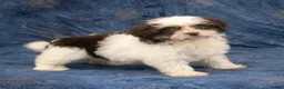 Havanese dogs for sale: Rachel - Ad 3