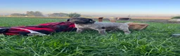 German Shorthaired Pointer dogs for sale: Sierra❤️AKC ready to go home today - Ad 5
