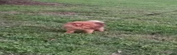 Pomeranian dogs for sale: Bear - Ad 4