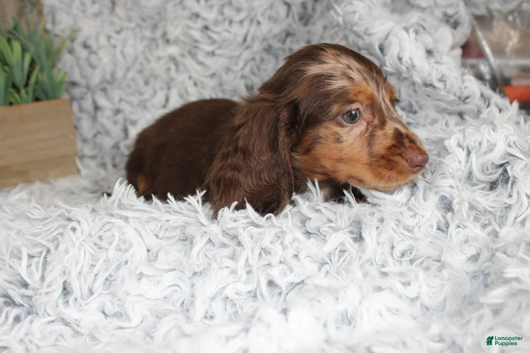Dachshund dogs for sale: HOPE - Ad 2