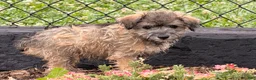 Schnoodle dogs for sale: Mitch  - Ad 5