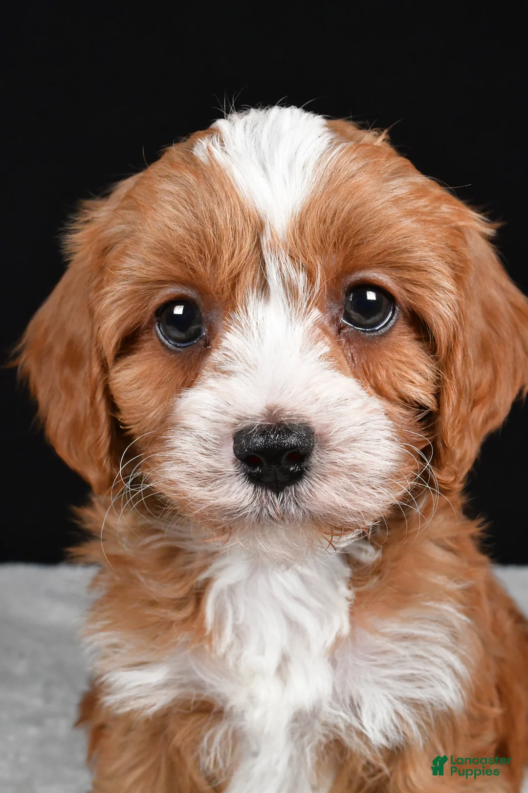 Cavapoo dogs for sale: Kendall - Ad 3