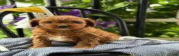 Cavapoo dogs for sale: Jase - Ad 7