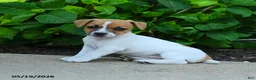 Jack Russell Terrier dogs for sale: Beverly - Ad 3