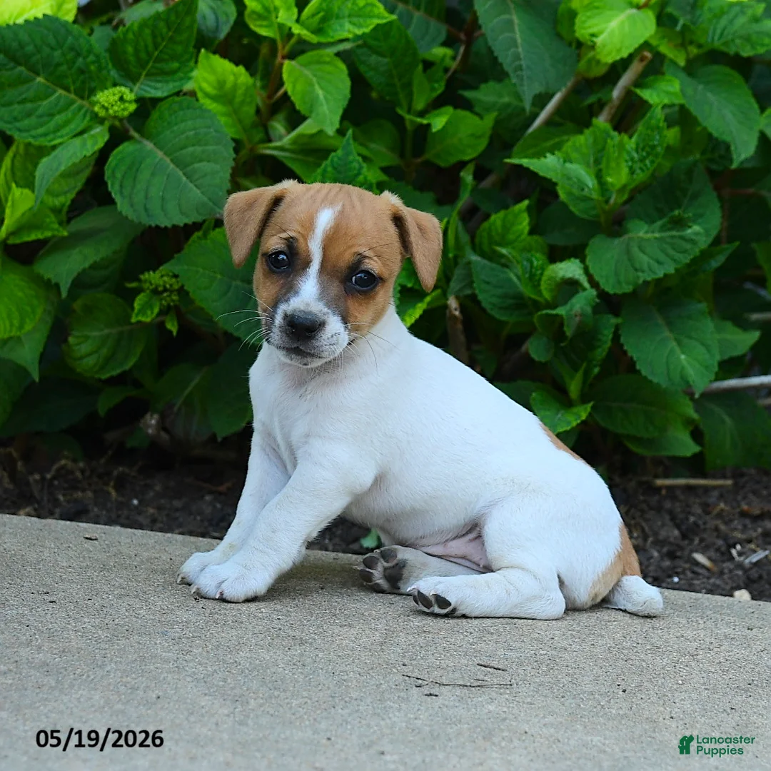 Jack Russell Terrier dogs for sale: Beverly - Ad 3
