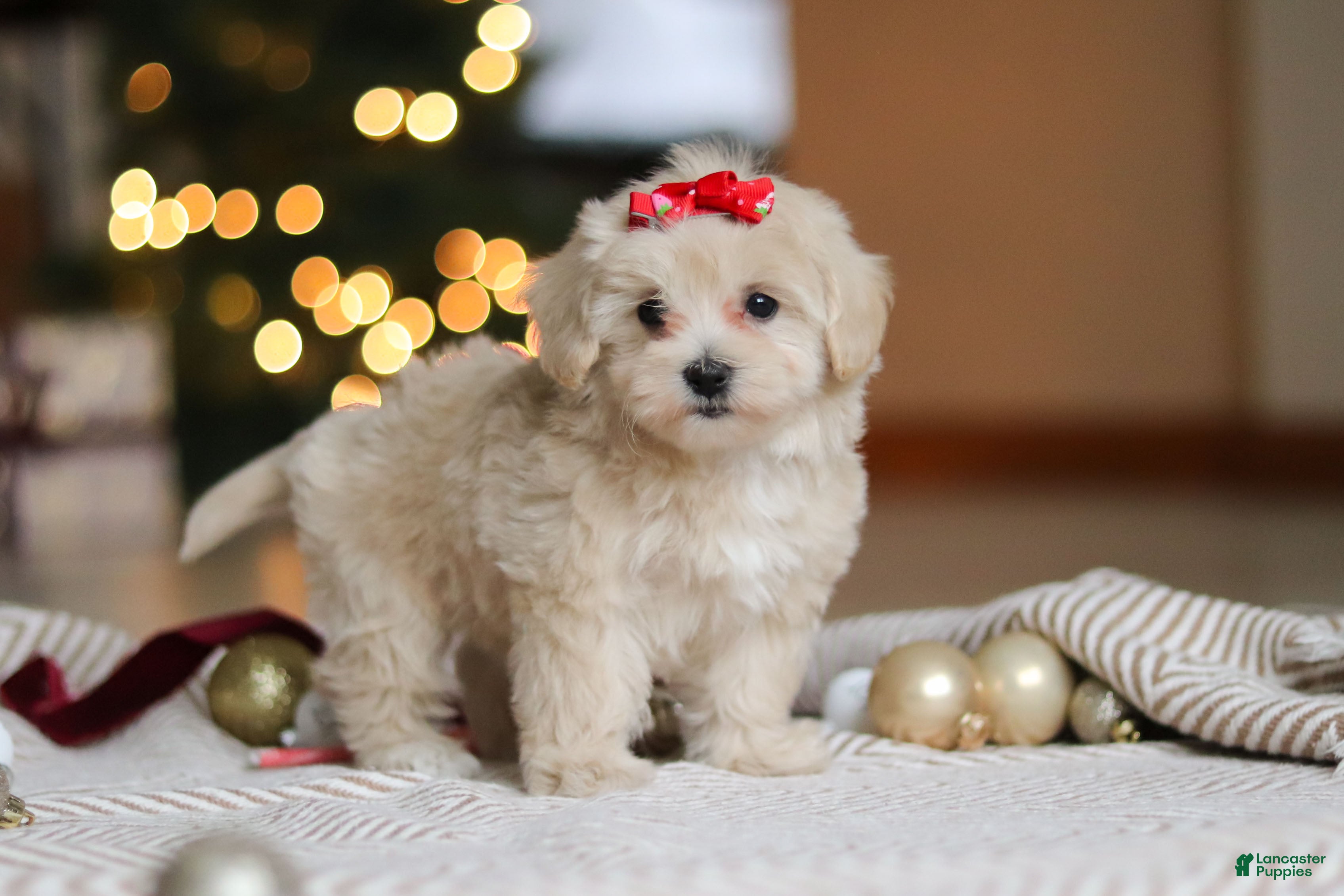 Maltipoo Puppies for sale in Ohio | Lancaster Puppies